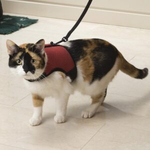 Beeztees kassi traksid + jalutusrihm COMFORT