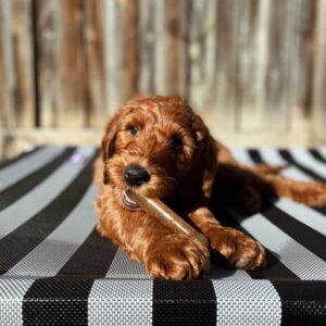 Nylabone närimismänguasi kutsikatele Puppy Chew Bone Chicken