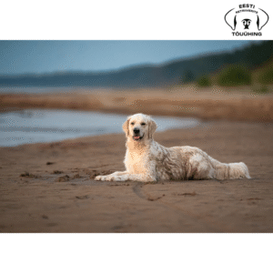 Retriiverite seinakalender ERTÜ 2026