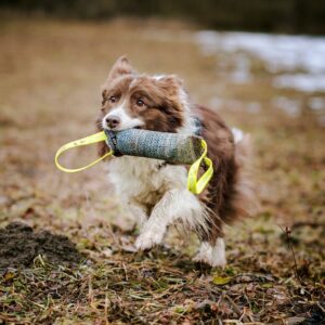 Julius K9 riidest patukas kahe sangaga