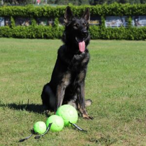 Dingo ökonahast täispuhutav pall käepidemega