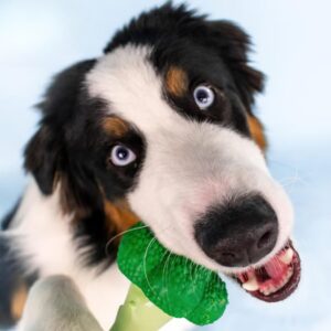 Nylabone Extreme Chew Broccoli - kõva peekoni- ja juustulõhnaline brokolikujuline närimismänguasi