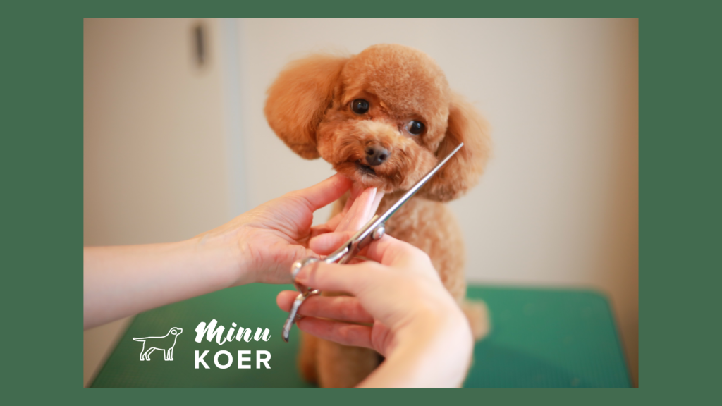 Grooming ehk regulaarne hooldusrutiin on oluline osa koera heaolust.